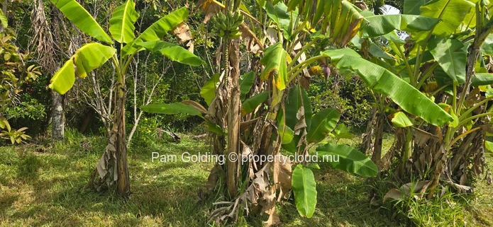 Piton – Terrain à vendre – Pam Golding Mauritius